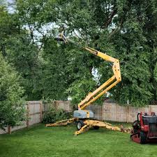 How Our Tree Care Process Works  in  Orwigsburg, PA