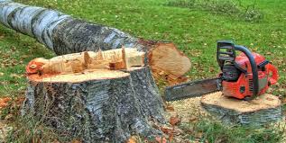 Best Tree and Shrub Care  in Orwigsburg, PA