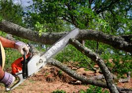 Best Hazardous Tree Removal  in Orwigsburg, PA