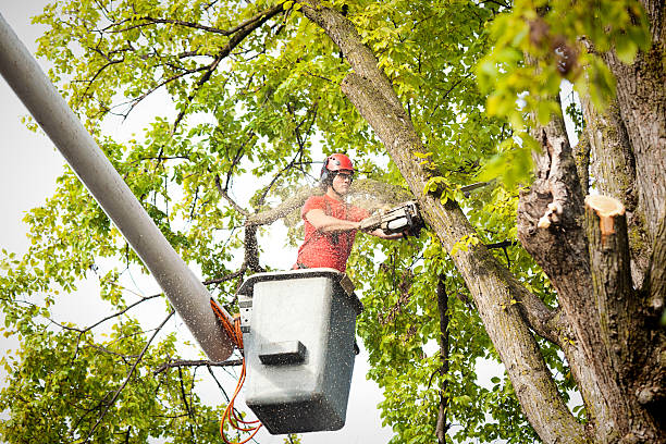  Orwigsburg, PA Tree Care Pros